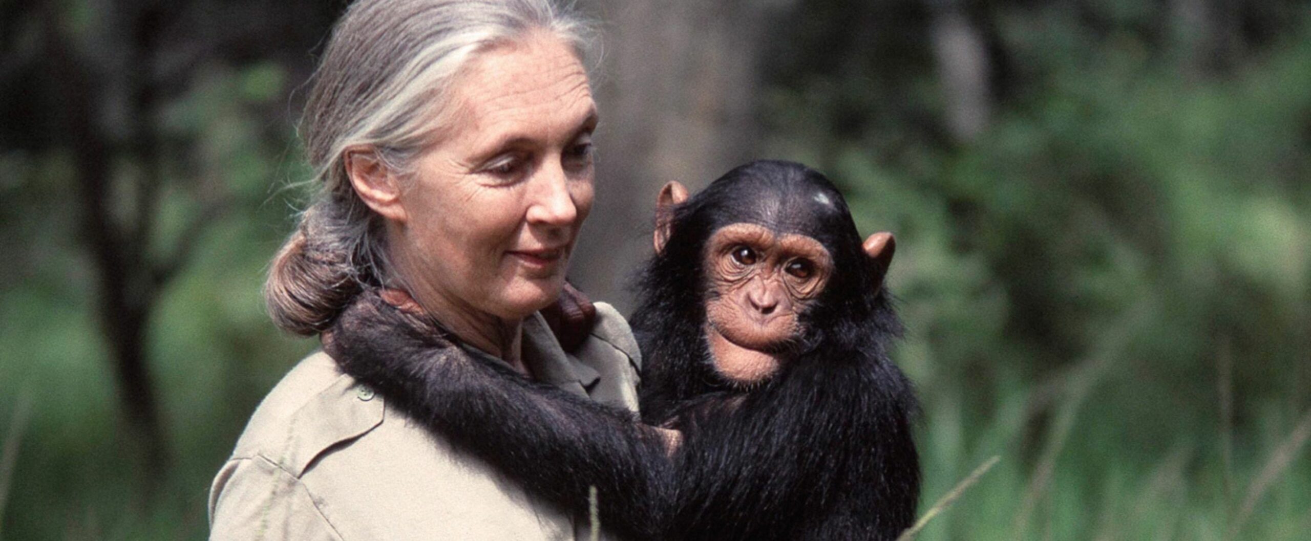 A képen Jane Goodall.